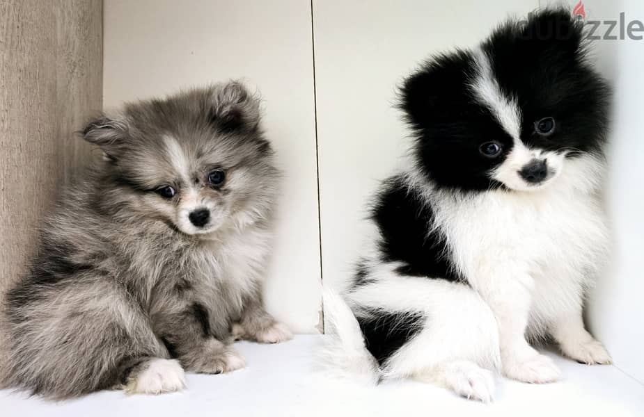 Mini toy poodle and pomeranian,shitzu,yorki 10