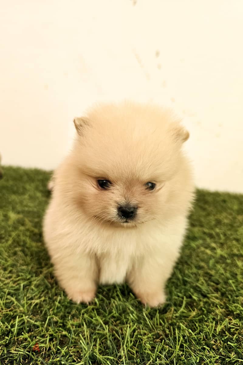 Mini toy poodle and pomeranian,shitzu,yorki 11