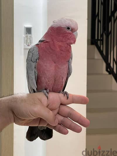 Cockatoo galah