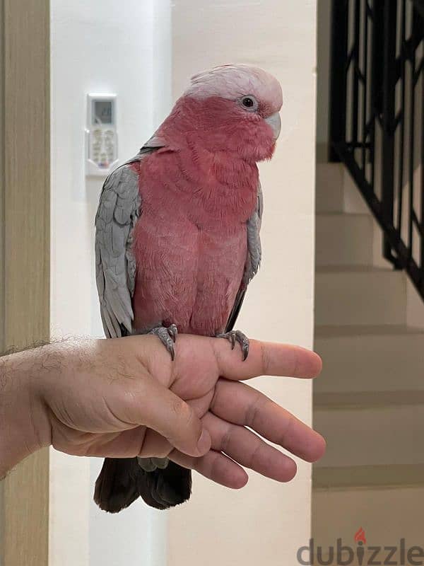 Cockatoo galah 0