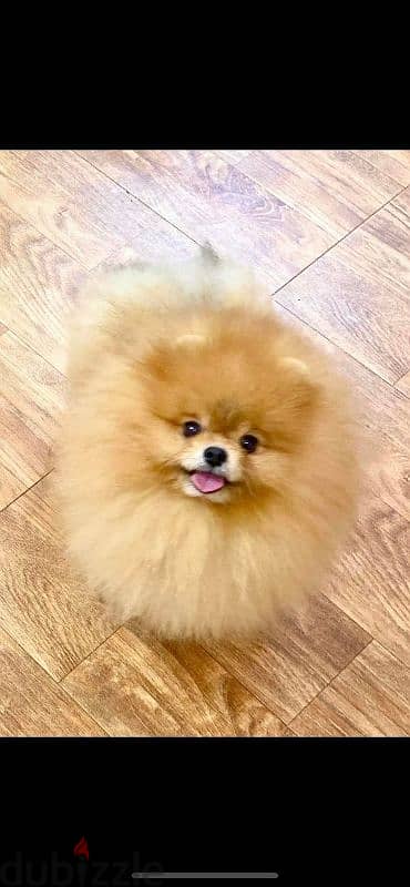 بومرنين تيدي فيس teddy face pomeranian