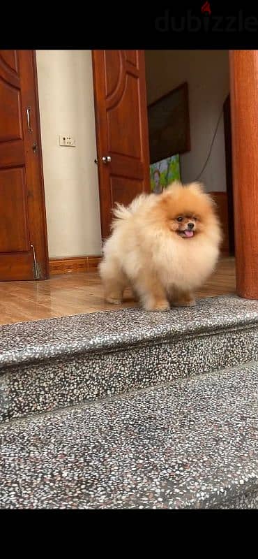 بومرنين تيدي فيس teddy face pomeranian 1