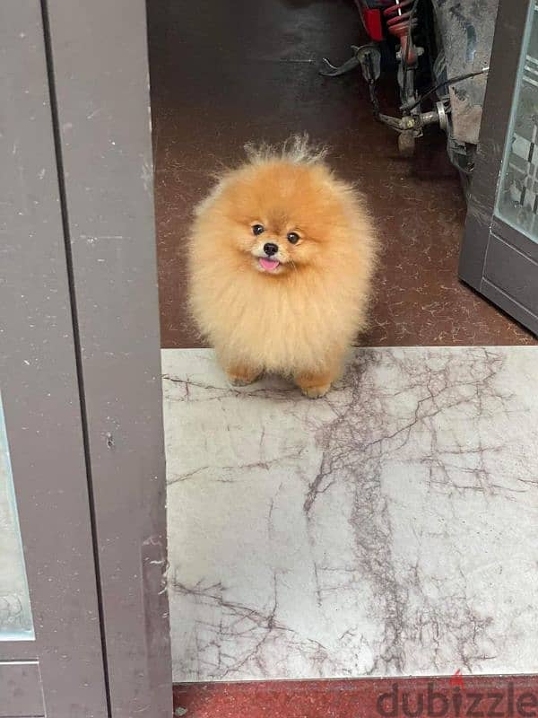 بومرنين تيدي فيس teddy face pomeranian 2