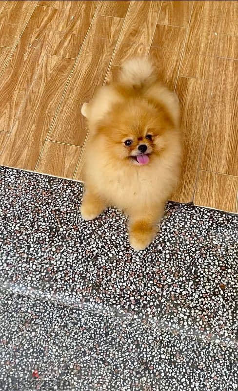 بومرنين تيدي فيس teddy face pomeranian 3