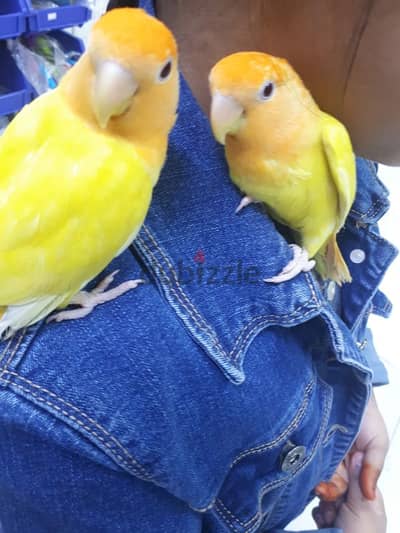 Latino red eye love birds for sale