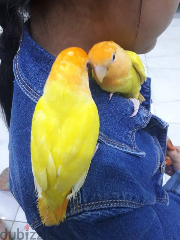 Latino red eye love birds for sale 1