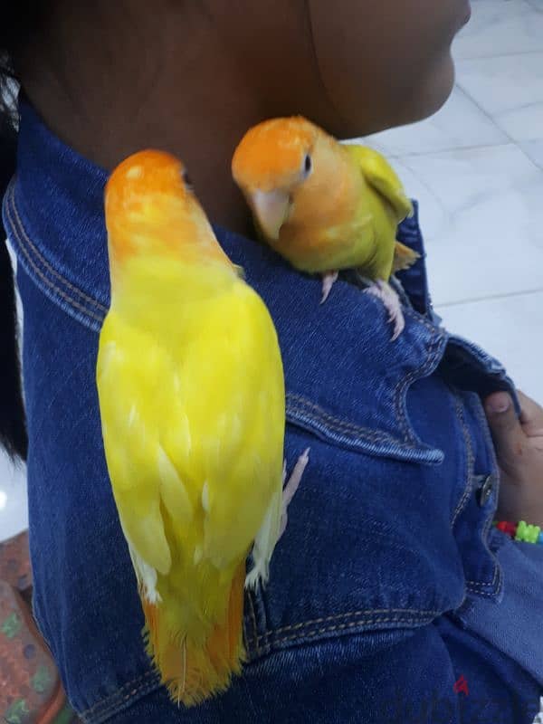 Latino red eye love birds for sale 2