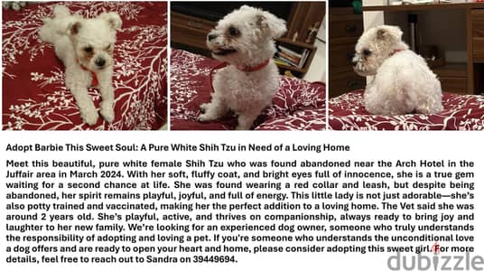 Pure White Shitzu available for adoption