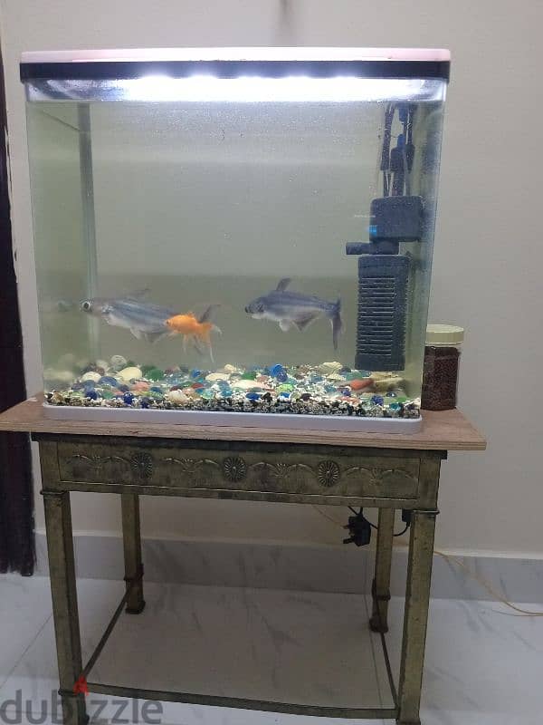 Fish tank with 3 fishes, filter, light and fish food. 0