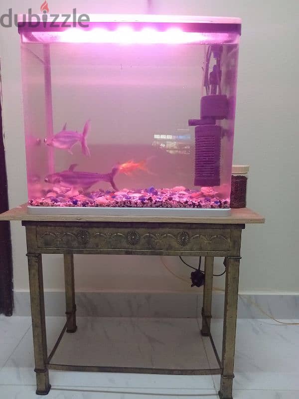 Fish tank with 3 fishes, filter, light and fish food. 1