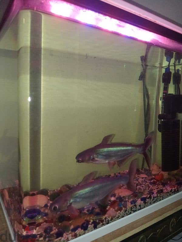 Fish tank with 3 fishes, filter, light and fish food. 2