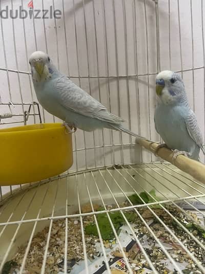 cheap pair budgies fast selling