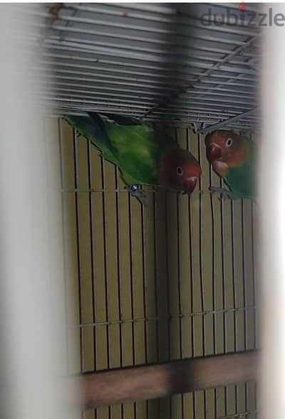 Love bird pair laid egg fishery split obline