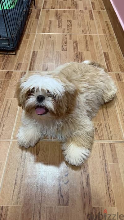 mini shih tzu