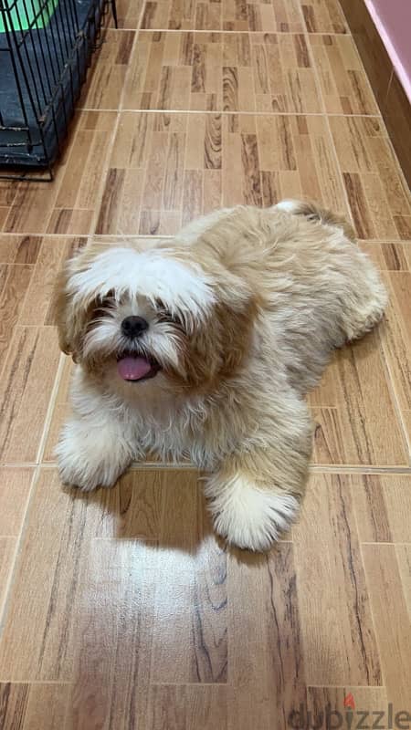 mini shih tzu 0