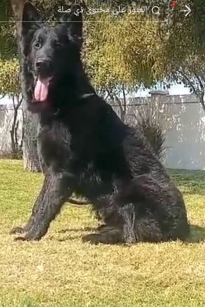 male German sheperd long hair top level