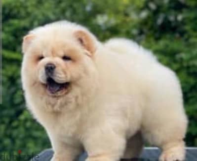 female chow chow puppies top level