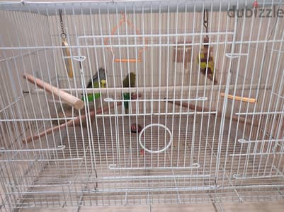 5 birds with cage