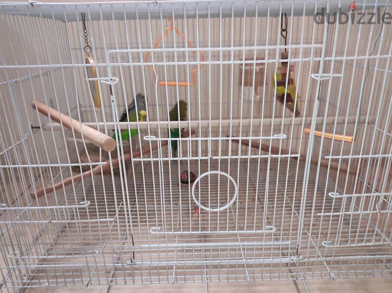 5 birds with cage 0