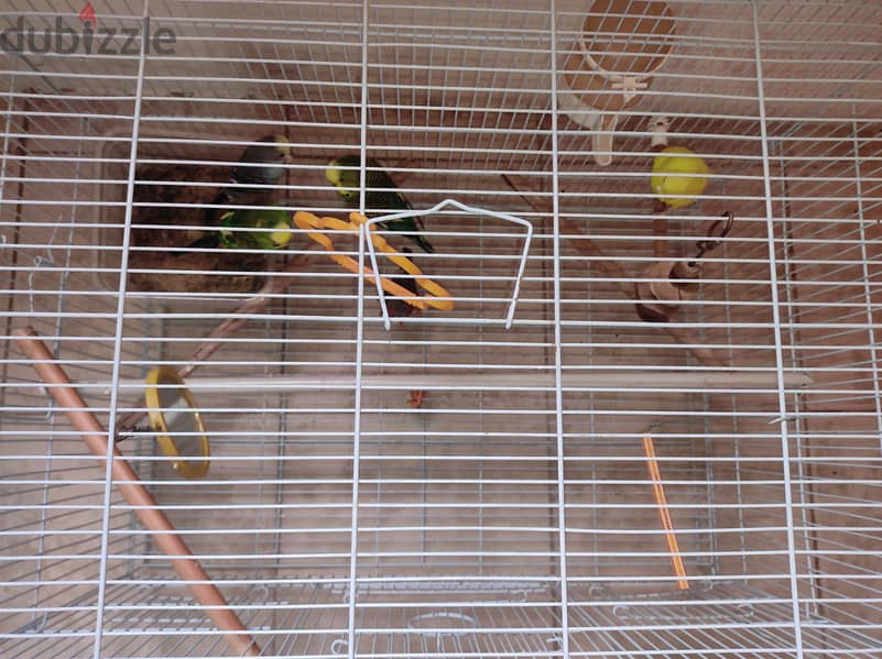 5 birds with cage 3