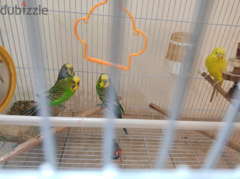 5 birds with cage 5