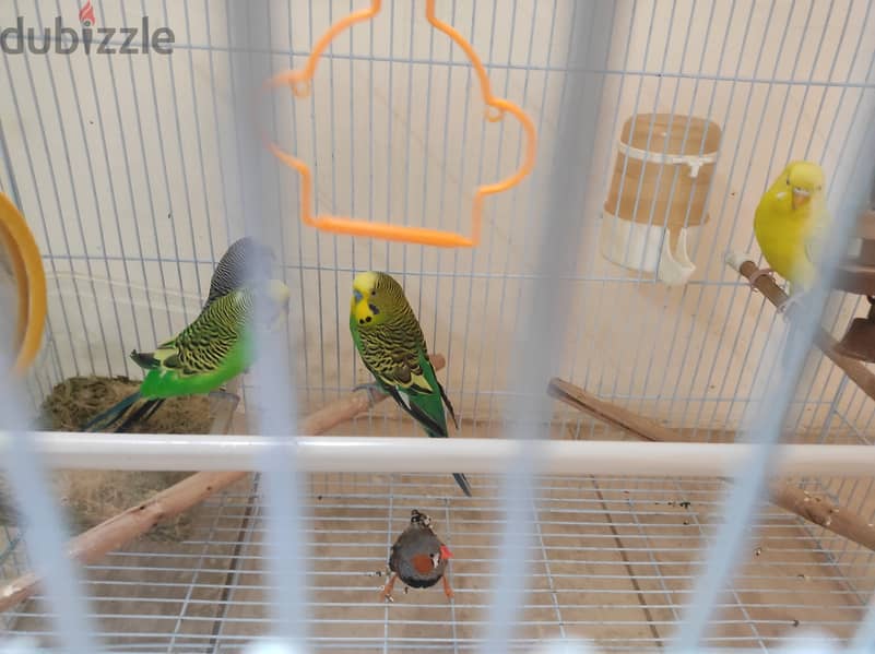 5 birds with cage 6