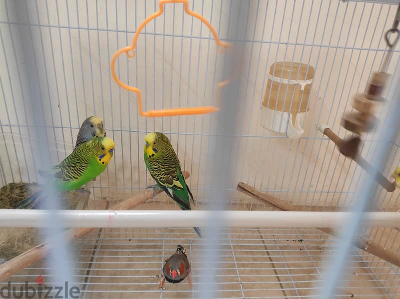 5 birds with cage 7