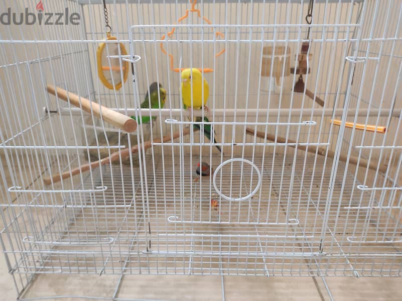 5 birds with cage 8