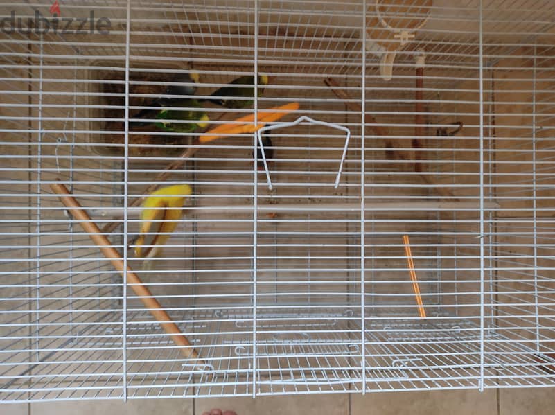 5 birds with cage 9