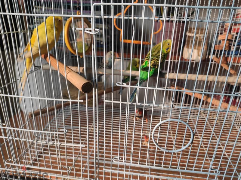 5 birds with cage 10