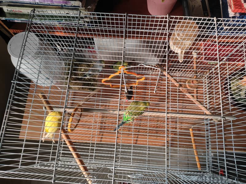 5 birds with cage 11