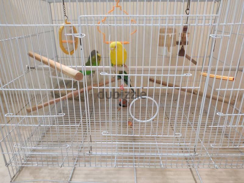 5 birds with cage 12