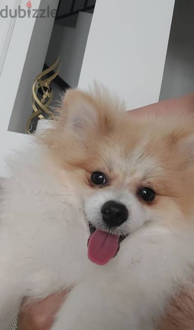 top level 13 month old pomeranian for sale كلب بومرينيان عمره سنه وشهر