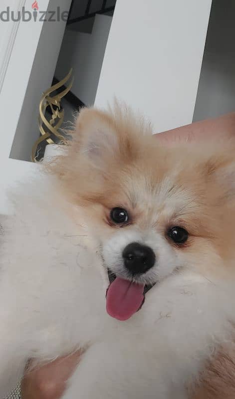 top level 13 month old pomeranian for sale كلب بومرينيان عمره سنه وشهر 0