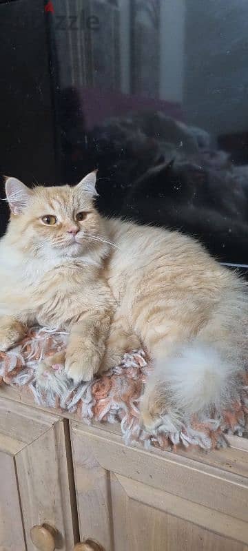 Persian cat for free adoption قطة شيرازي للتبني