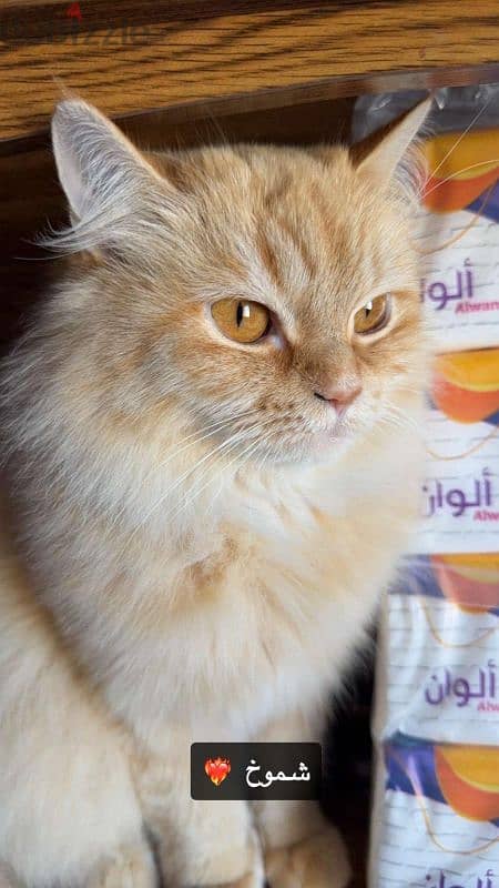 Persian cat for free adoption قطة شيرازي للتبني 1