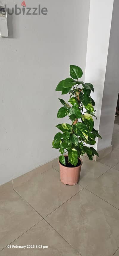 moneyplant for sale