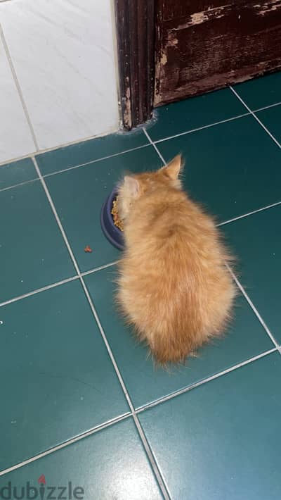 Brown ginger male kitten