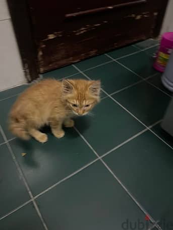 Brown ginger male kitten 1