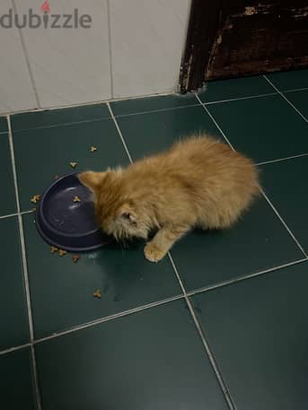 Brown ginger male kitten 2