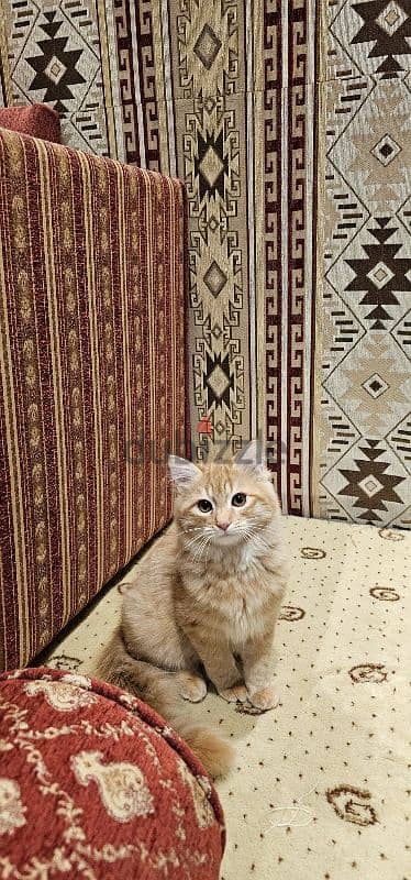 Cat for Adoption | قط للتبني