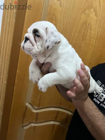 british bulldog puppy