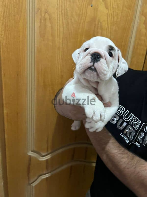 british bulldog puppy 1