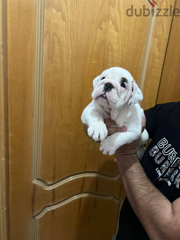 british bulldog puppy 2