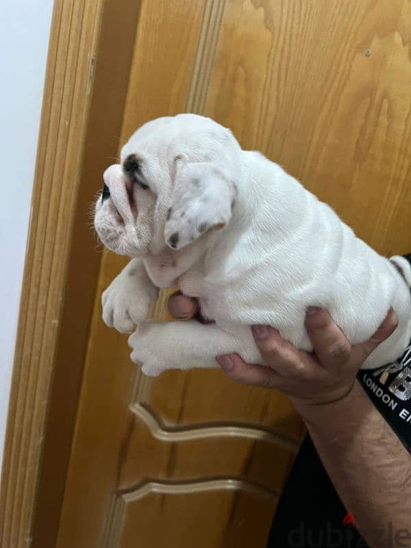 british bulldog puppy 3