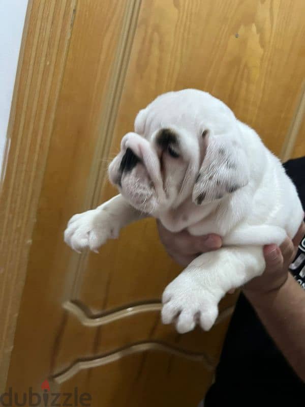 british bulldog puppy 4