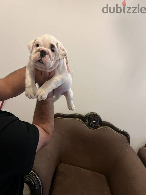 british bulldog puppy 5