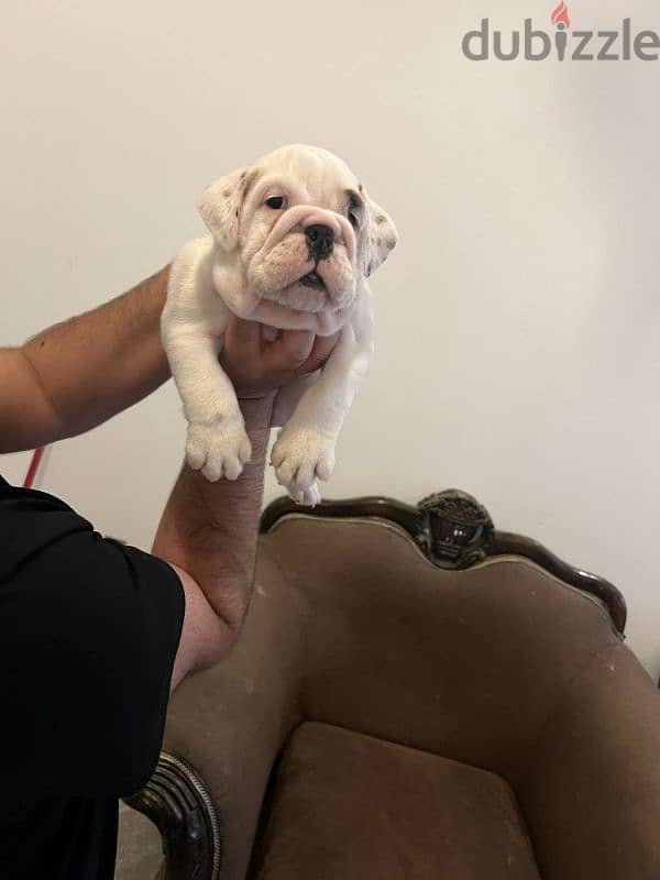 british bulldog puppy 6