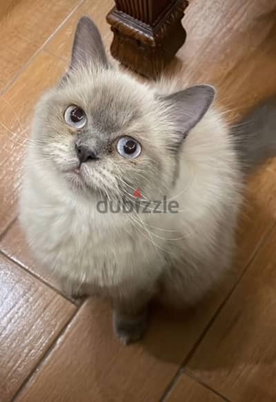 cute cat for adoption