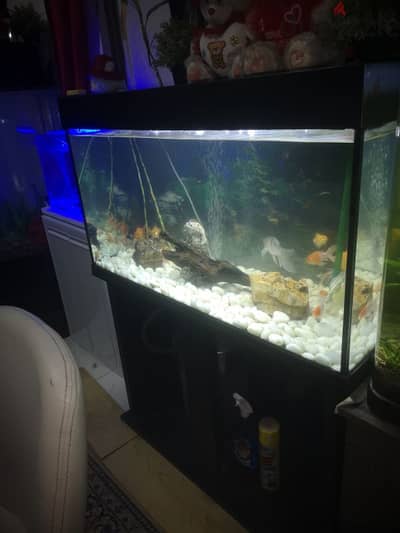 fish tank